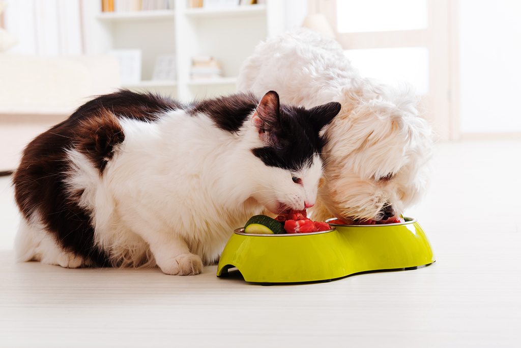 alimentação natural para cães e gatos